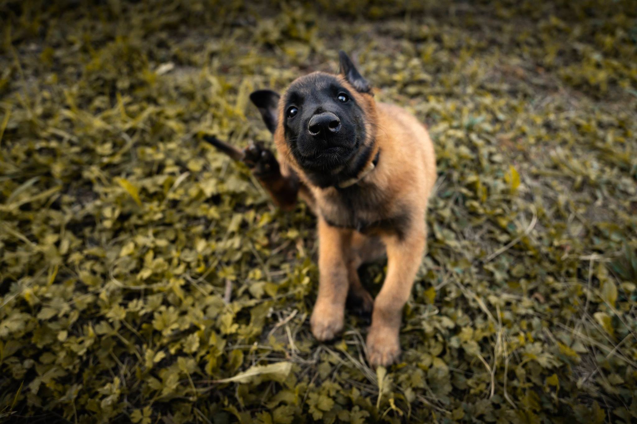 Photographie : Chiot Malinois 2 mois
