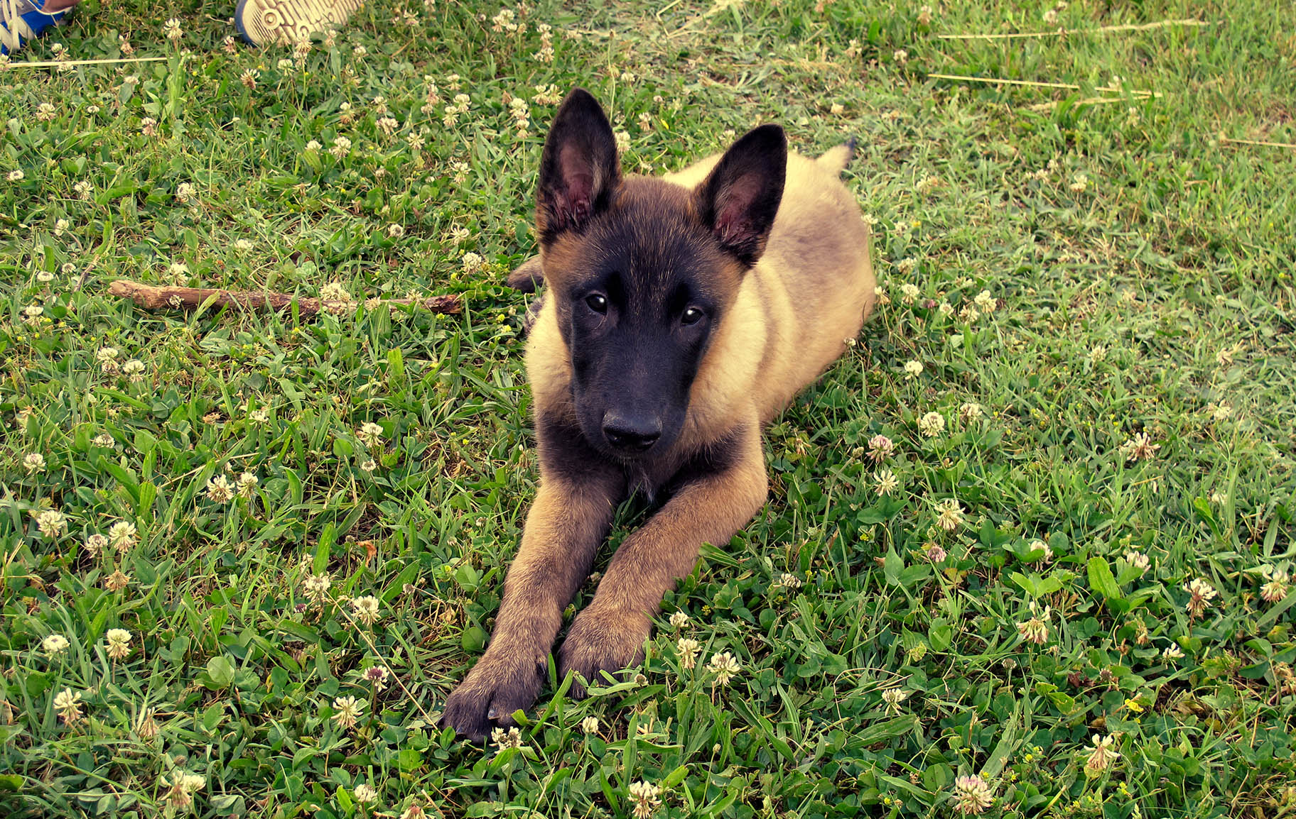 Photographie : Chiot Malinois 2 mois
